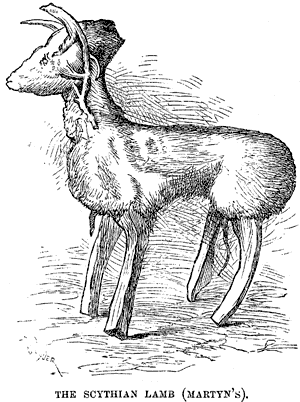 The Scythian Lamb (Martyn's).