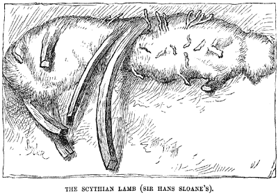 The Scythian Lamb (Sir Hans Sloane's).
